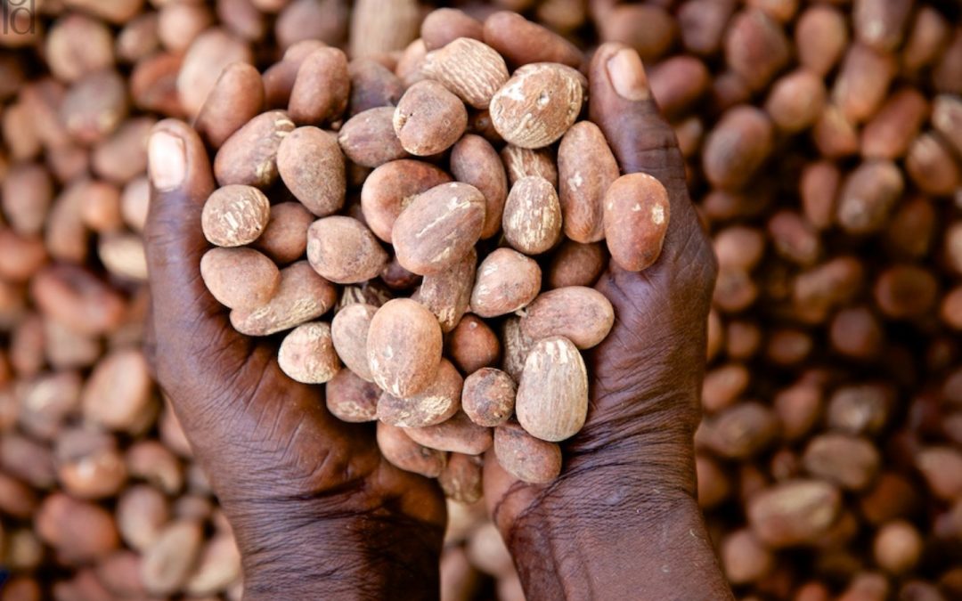 Prang Agro Resources is launching a sustainable shea sourcing project in Ghana